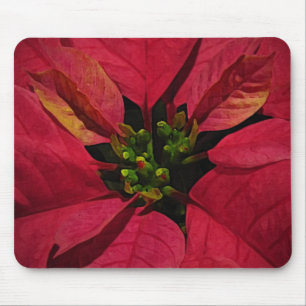 Red Poinsettia Musmatta