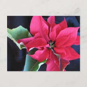 Red Poinsettia Postcard Vykort