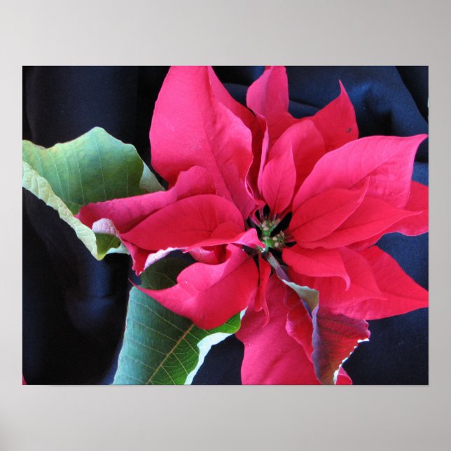 Red Poinsettia Poster (Framsidan)