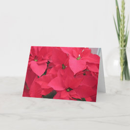 Red Poinsettias Helgkort