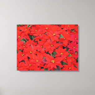 Red Poinsettias I Julens Helgdag Blommigt Photo Canvastryck