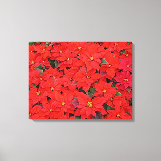 Red Poinsettias I Julens Helgdag Blommigt Photo Canvastryck (Framsida)