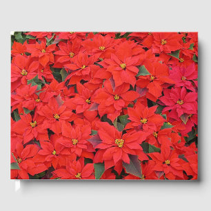 Red Poinsettias I Julens Helgdag Blommigt Photo Gästböcker