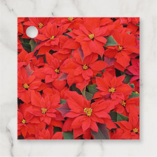 Red Poinsettias I Julens Helgdag Blommigt Photo Gåvor Etiketter