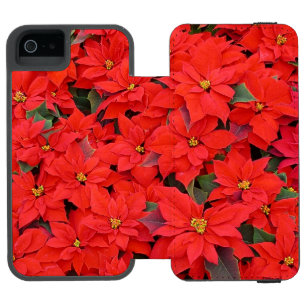 Red Poinsettias I Julens Helgdag Blommigt Photo