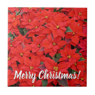 Red Poinsettias I Julens Helgdag Blommigt Photo Kakelplatta