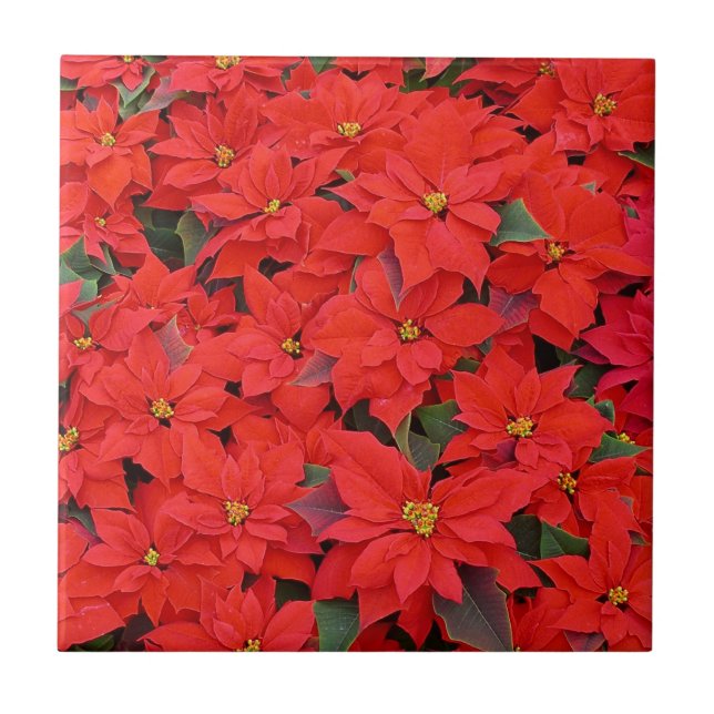 Red Poinsettias I Julens Helgdag Blommigt Photo Kakelplatta (Framsidan)