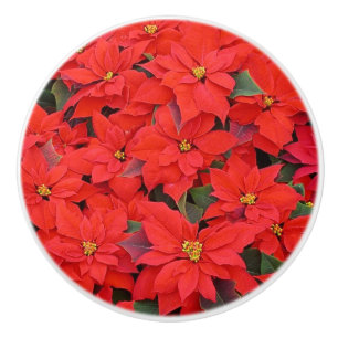 Red Poinsettias I Julens Helgdag Blommigt Photo Knopp