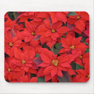 Red Poinsettias I Julens Helgdag Blommigt Photo Musmatta