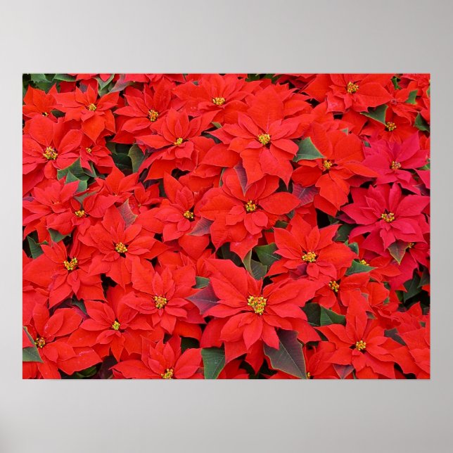 Red Poinsettias I Julens Helgdag Blommigt Photo Poster (Framsidan)