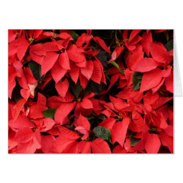Red Poinsettias II Julens Helgdag Blommigt