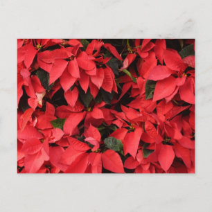 Red Poinsettias II Julens Helgdag Blommigt Helg Vykort