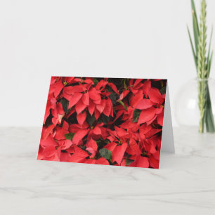 Red Poinsettias II Julens Helgdag Blommigt Helgkort