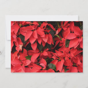 Red Poinsettias II Julens Helgdag Blommigt Julkort