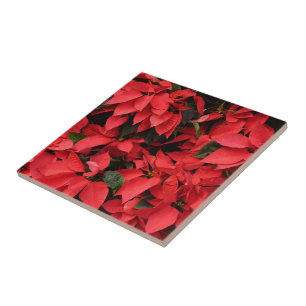 Red Poinsettias II Julens Helgdag Blommigt Kakelplatta
