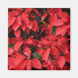 Red Poinsettias II Julens Helgdag Blommigt Magnet