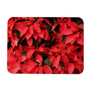 Red Poinsettias II Julens Helgdag Blommigt Magnet
