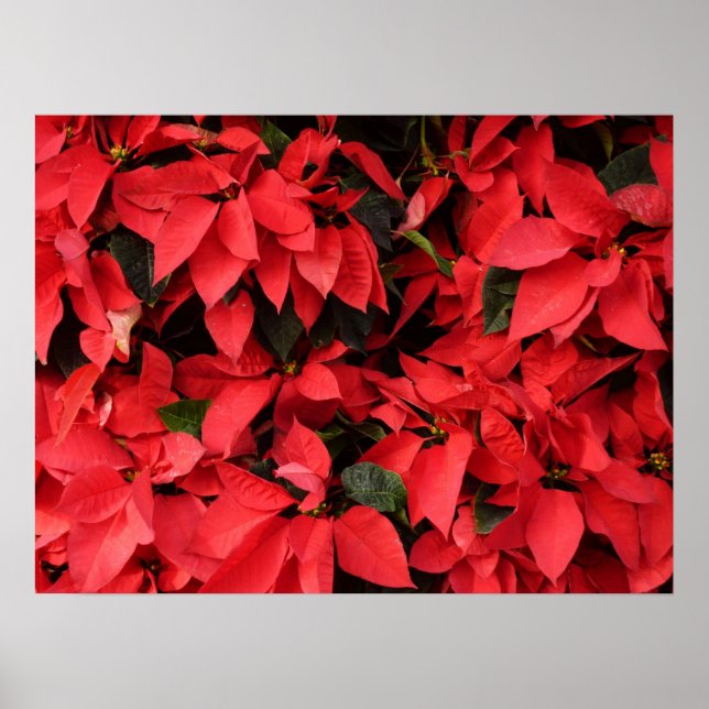 Red Poinsettias II Julens Helgdag Blommigt Poster (Framsidan)