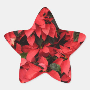 Red Poinsettias II Julens Helgdag Blommigt Stjärnformat Klistermärke