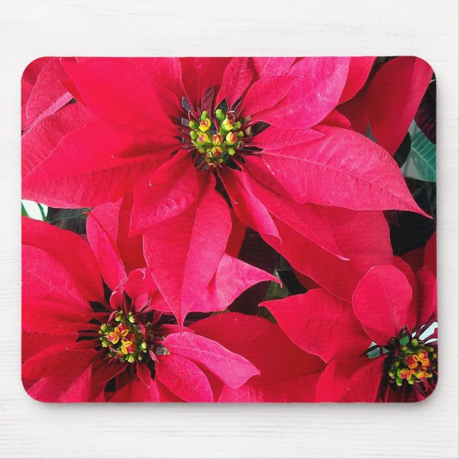 Red Poinsettias Musmatta (Framsidan)