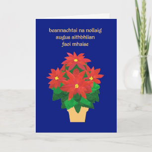 Red Poinsettias on Blue Irish Language Hälsning Helgkort