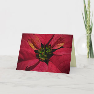 Red Pointsettia Helgkort