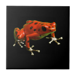Red Poison Dart Frog Kakelplatta