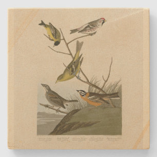 Red-poll Tanager Bunting Audubon Birds of America Stenunderlägg