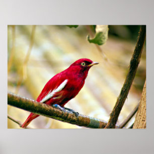 Red Pompadour Cotinga Poster