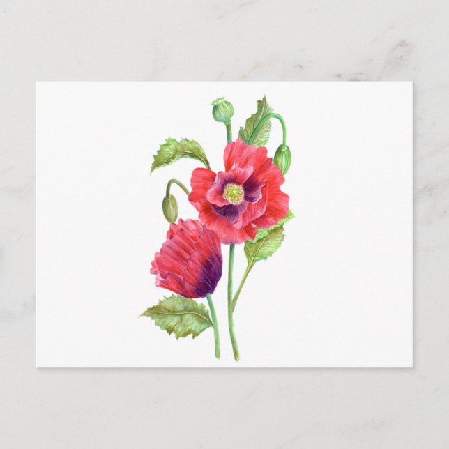 Red Poppies Blommigt Art Vykort (Framsida)