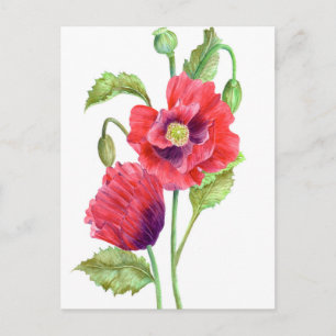 Red Poppies Blommigt Art Vykort