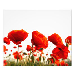 Red Poppies Fototryck
