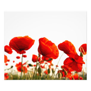Red Poppies Fototryck