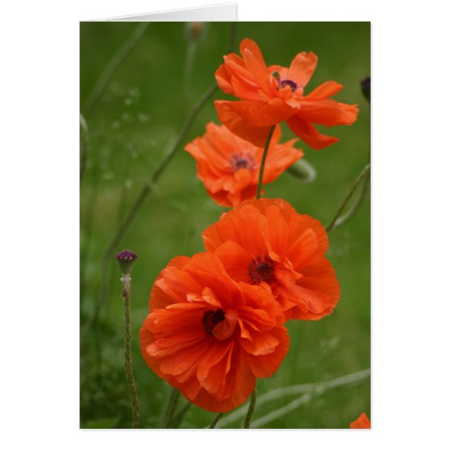 Red Poppies Hälsningskort (Framsidan)