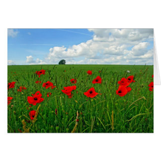 Red Poppies Hälsningskort