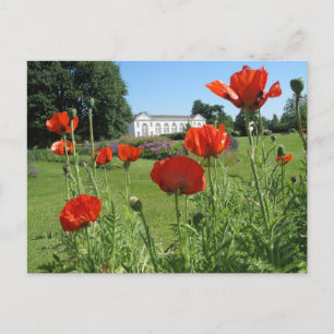 Red Poppies i Kew Gardens Vykort