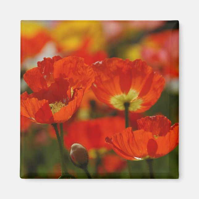 Red Poppies Magnet (Framsidan)