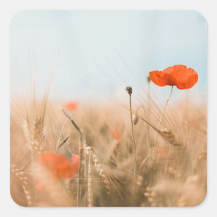Red Poppies och Guld Barley Fyrkantigt Klistermärke