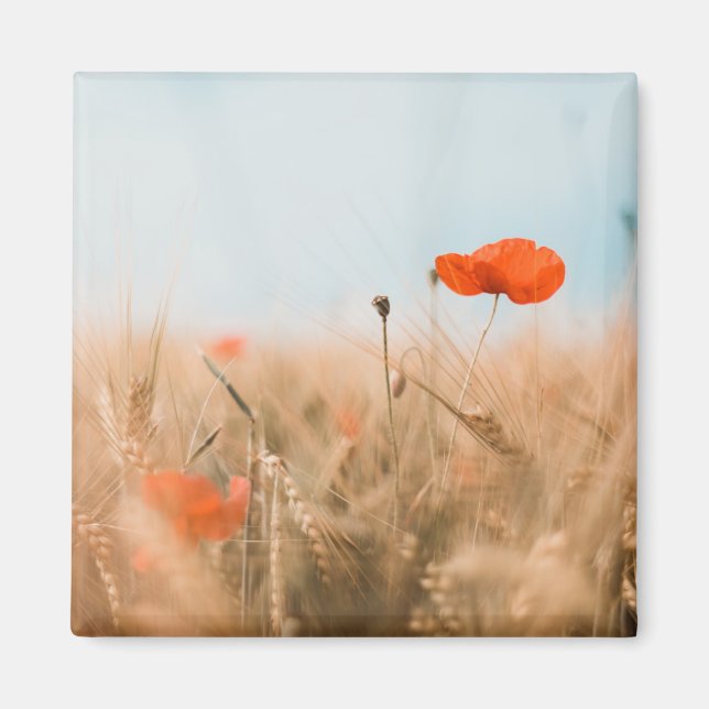 Red Poppies och Guld Barley Magnet (Framsidan)