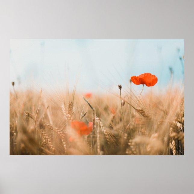 Red Poppies och Guld Barley Poster (Framsidan)