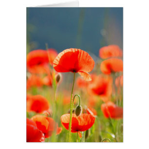 Red Poppies Poppy Flowers Blå himmel Hälsningskort