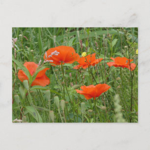Red Poppies Vild Flowers Close up DIY Postcard Helg Vykort
