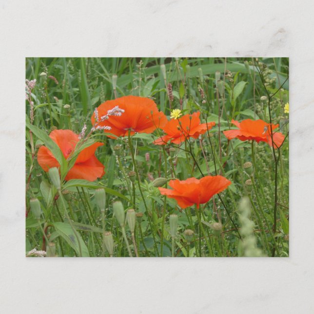 Red Poppies Vild Flowers Close up DIY Postcard Helg Vykort (Framsida)