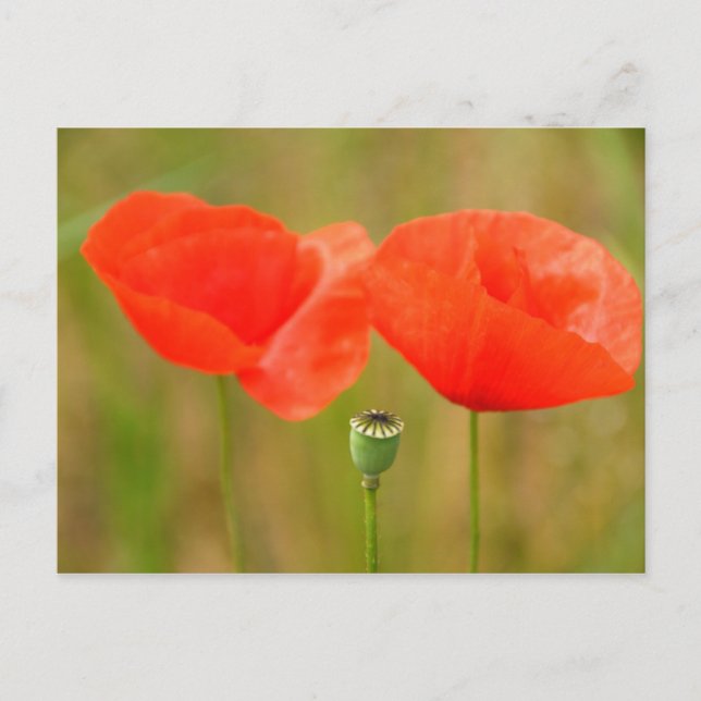 Red Poppies Vykort (Framsida)