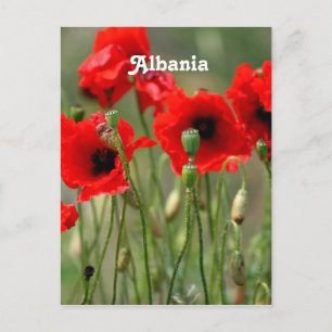 Red Poppies Vykort