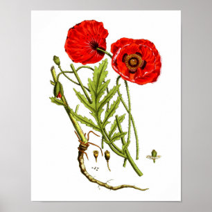 Red Poppy art print #12 Poster