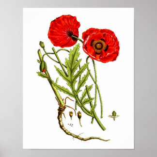 Red Poppy art print #12 Poster
