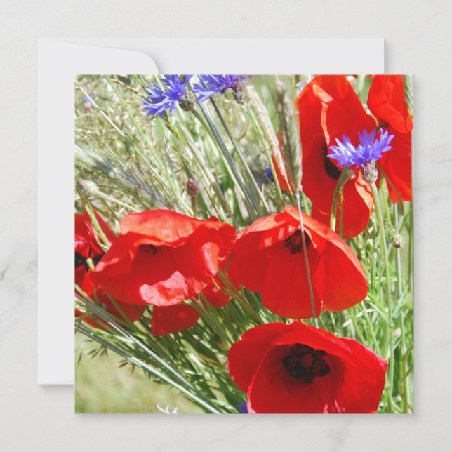 Red Poppy, Cottage Garden-fotot (Framsida)