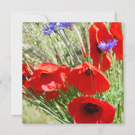 Red Poppy, Cottage Garden-fotot