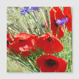 Red Poppy, Cottage Garden-fotot